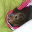 M�j kamar�d Alvin.N�kdy trochu zl�,ale jinak hodn�